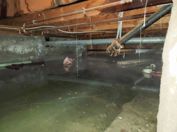 Best Local water damage restoration  in Beebe, AR