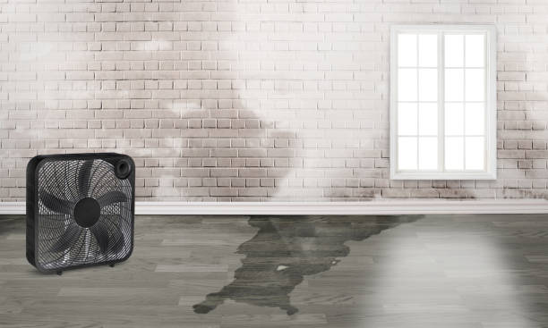 Best Water damage restoration near me  in Beebe, AR